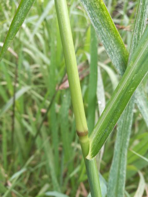 Echinochloa crus-galli / Giavone comune